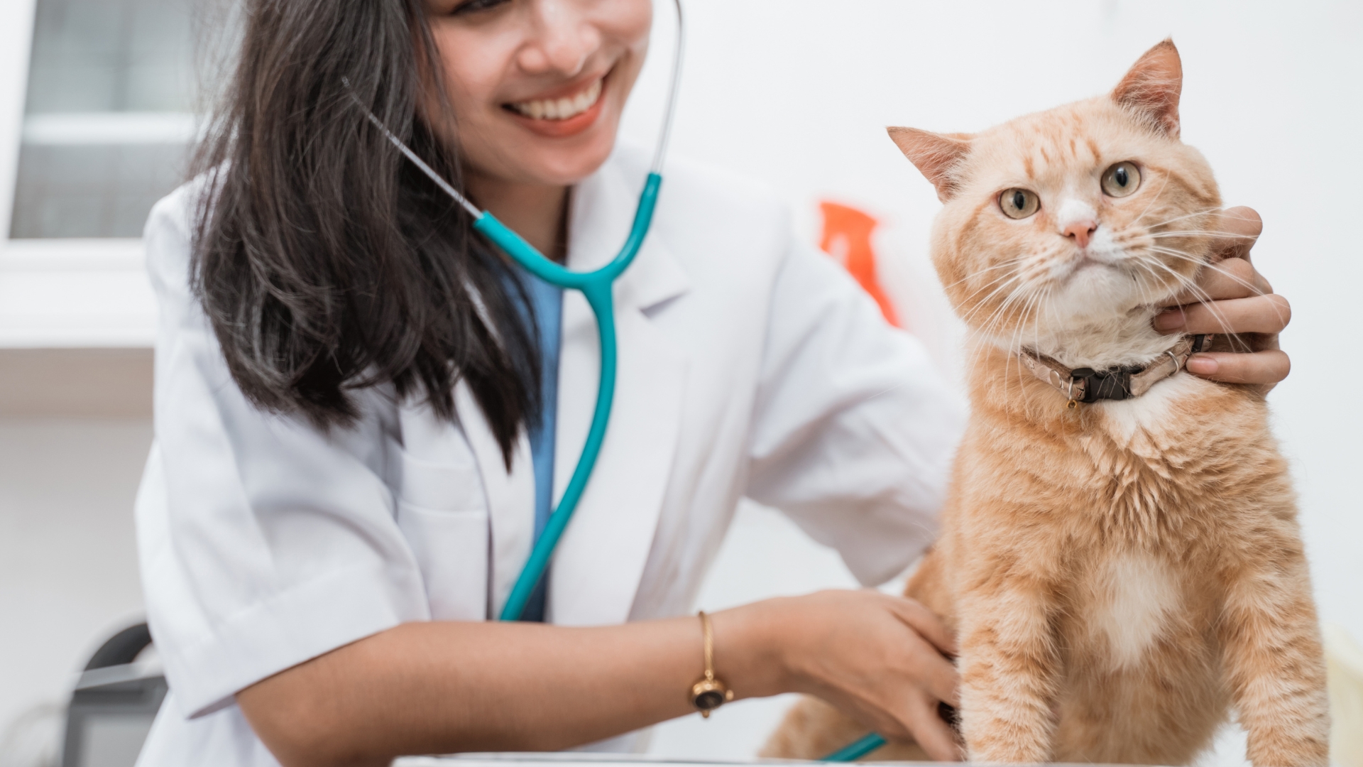 Veterinarian In Dixon, CA 95620 | Mayfair Vet Care